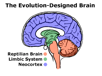 The evolution-designed brain is 3 nested brains