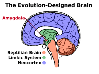 The amygdala is part of the limbic system